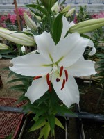 [4305 Constanta 2N VZ No02.JPG]